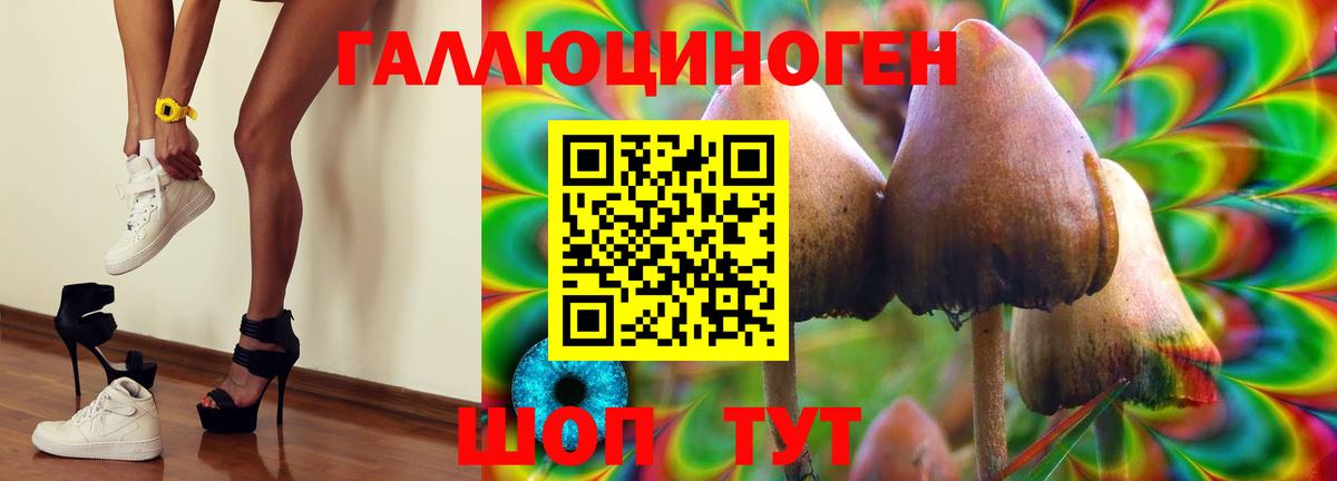 Галлюциногенные грибы Psilocybine cubensis Донской